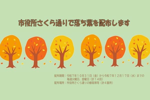 市役所さくら通りで落ち葉を配布します