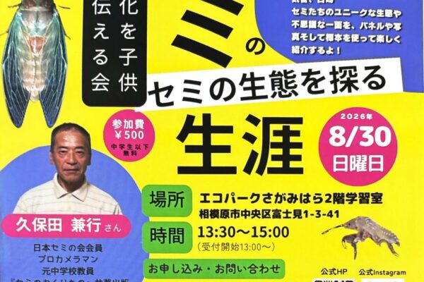 セミの生涯～セミの生態を探る